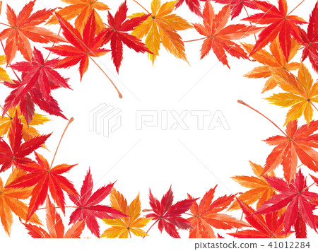 Momiji autumn leaves 41012284