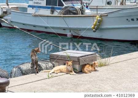 在Aoshima的貓 在Aoshima的貓 41012369