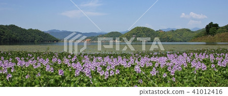 Pink water hyacinths on the shore of Begnas lake. Pink water hyacinths on the shore of Begnas lake. 41012416
