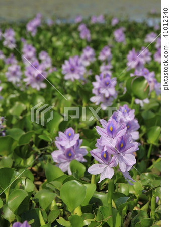 Pretty water hyacinths growing at Begnas lake. 41012540