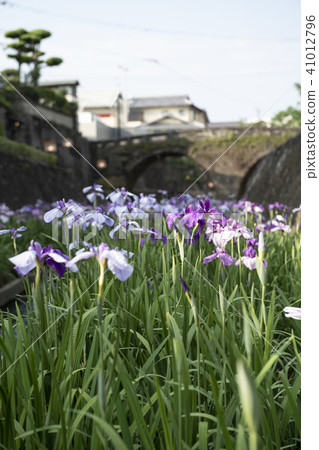Flowers 41012796