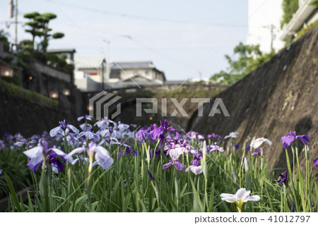 Flowers 41012797
