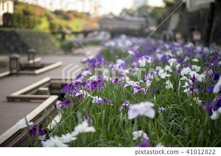 Flowers 41012822