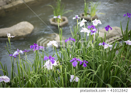 Flowers 41012842