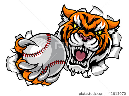 Tiger Holding Baseball Ball Breaking Background Tiger Holding Baseball Ball Breaking Background 41013070