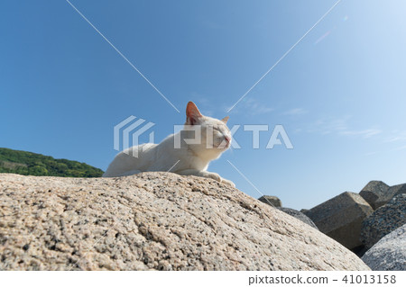 Cat in Himejima 41013158