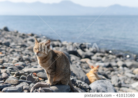 姬島的貓 41013160