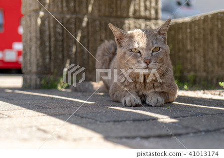 Cat in Himejima 41013174