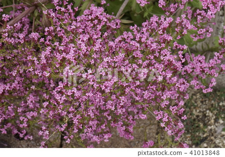 小花花桃色花 小花花桃色花 41013848