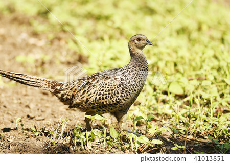 Pheasant pheasant Female Japanese Pheasant Wild bird suburbs Nature countryside environment bird bird 41013851