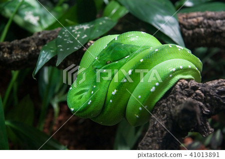 Green tree python (Morelia viridis) resting 41013891