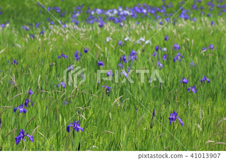 Yamaguchi Prefecture Mimaki City Natural Monument Okinawa Bata community of Nodonta Tameike 41013907