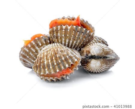 fresh cockles seafood on white background fresh cockles seafood on white background 41013988