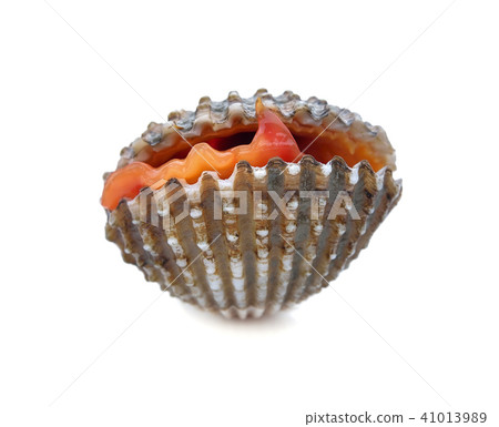 fresh cockles seafood on white background fresh cockles seafood on white background 41013989