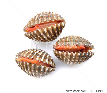 fresh cockles seafood on white background fresh cockles seafood on white background 41013990