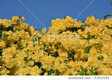 Mockybara and sky 41014364