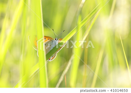Butterfly (Large copper) on a spring morning  41014650