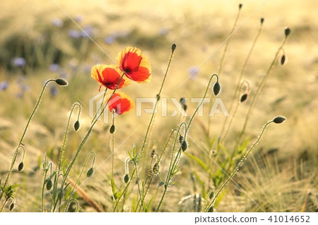 Poppies in the field at dawn 41014652