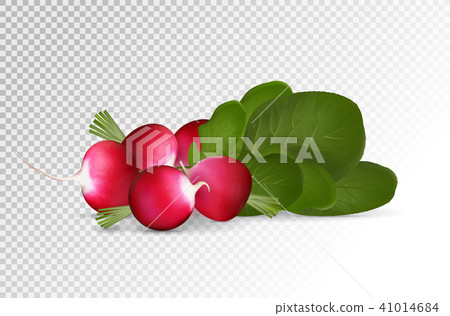 Grope of photo realistic radishes with leaf on a transparent background. Vector illustration. 41014684