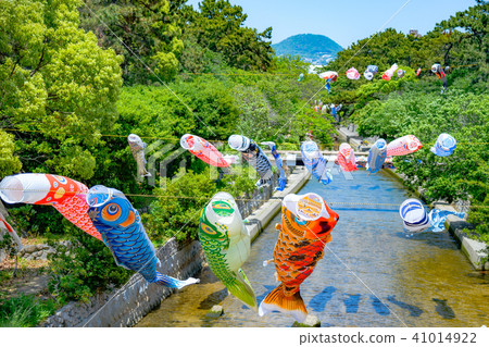 鯉魚飄帶游泳在Mukawa河 41014922