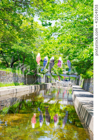 鯉魚飄帶游泳在Mukawa河 41014938