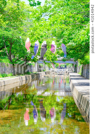 鯉魚飄帶游泳在Mukawa河 41014942