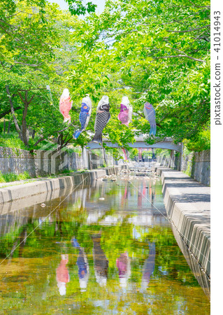 鯉魚飄帶游泳在Mukawa河 鯉魚飄帶游泳在Mukawa河 41014943