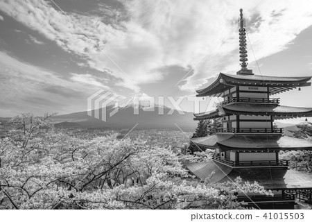 [Monotone] Yamanashi Prefecture, Niikurayama Sengen Park, spring 41015503