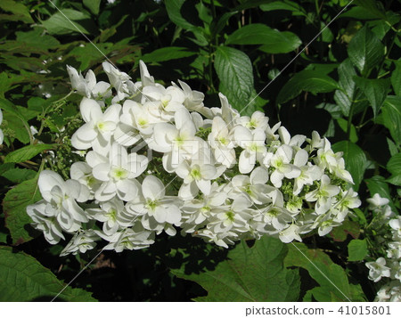 hydrangea hydrangea 41015801