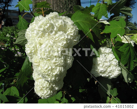 hydrangea hydrangea 41015802
