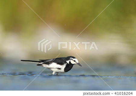 帶入Hakushinkirei河 41016204