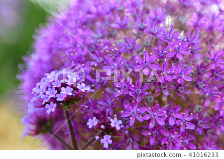 Spring flower gigantium Spring flower gigantium 41016233