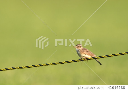 Lark of the riverbed on the ground 41016288