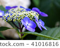 繡球 41016816