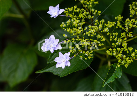 繡球 41016818