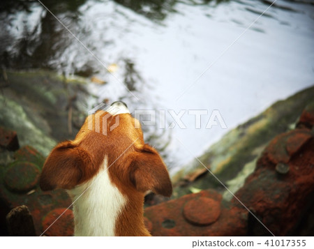 back side of the head of a happy active young dog 41017355