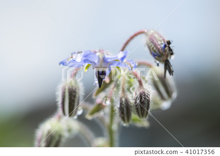 Borage ruler 41017356