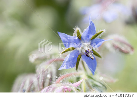 琉璃苣統治者 41017357