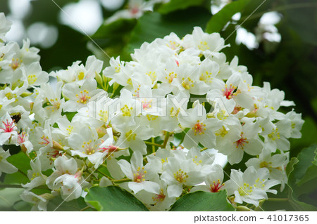 台灣，黑旗，油桐花，鐵路，智者 41017365