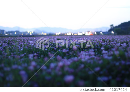 Cat's eye-catching astragalus Cat's eye-catching astragalus 41017424