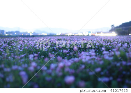 One side Astragalus One side Astragalus 41017425