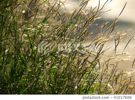 group of tiny wild grass flowers in field 41017606