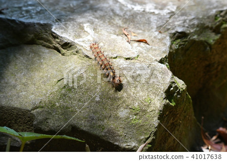 Moth bean and caterpillar 41017638
