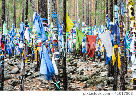 Buddhist shamanic prayer flags on ritual trees 41017808