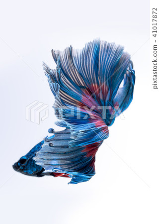 Blue red siamese fighting fish 41017872