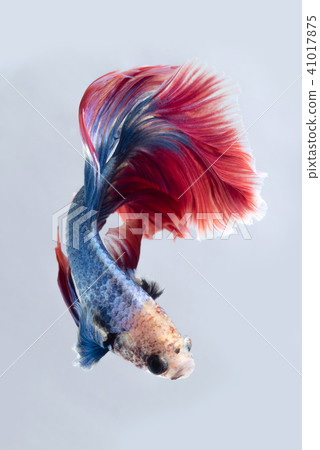 Blue red siamese fighting fish Blue red siamese fighting fish 41017875