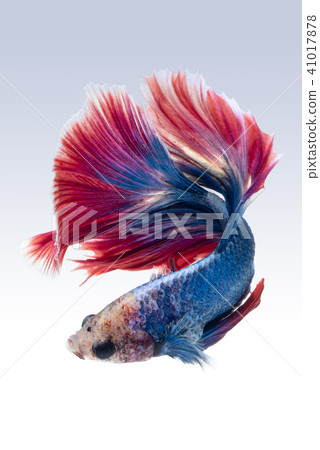 Blue red siamese fighting fish 41017878
