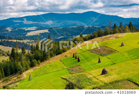 hillside with row of haystacks on rural field hillside with row of haystacks on rural field 41018069