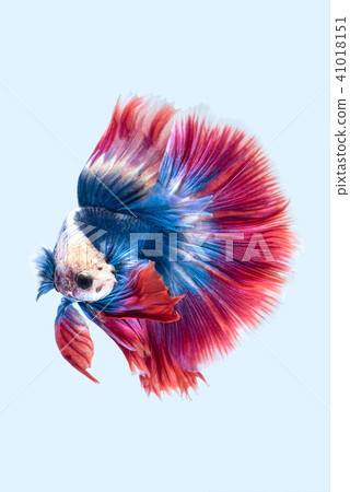 Blue red siamese fighting fish Blue red siamese fighting fish 41018151