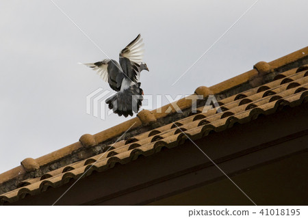 pigeon bird approaching for perching on home roof pigeon bird approaching for perching on home roof 41018195